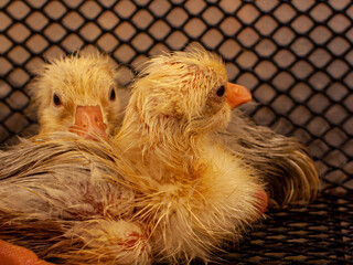 Little yellow ducklings in the incubator