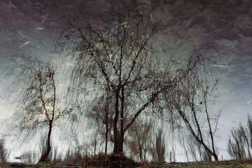 Fototapeta premium Beyond reality: reflection of trees in a pond with ice shards