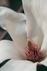 The perfection of nature in the refined petals of magnolia