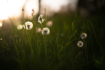 Several dandelion photos for background