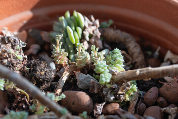 Picture of young echeveria plants growing in the pot at home. Succulent plant on the windowsill. Bright sunlight