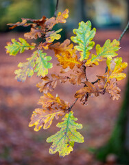 yellow orange and brown oak leaves in the fall