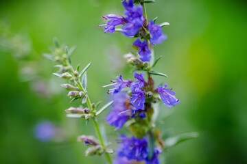 purple flower (salvia officinalis) in the garden. Selective focus with shallow depth of field.