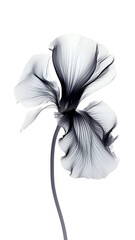 Minimalistic flower in x-ray style. Illustration of an iris with transparent petals on a white background.