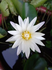 white water lily