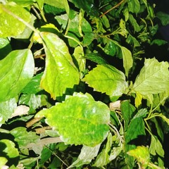 Experience the peaceful beauty of nature: a vibrant celebration of endless greenery. It's a visual treat for those who love the natural world.