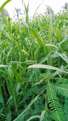 Obraz premium Experience the peaceful beauty of nature: a vibrant celebration of endless greenery. It's a visual treat for those who love the natural world.