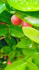 Experience the peaceful beauty of nature: a vibrant celebration of endless greenery. It's a visual treat for those who love the natural world.