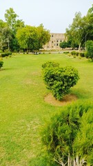 Experience the peaceful beauty of nature: a vibrant celebration of endless greenery. It's a visual treat for those who love the natural world.