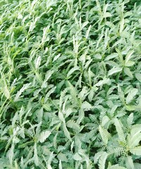 Experience the peaceful beauty of nature: a vibrant celebration of endless greenery. It's a visual treat for those who love the natural world.