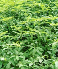 Experience the peaceful beauty of nature: a vibrant celebration of endless greenery. It's a visual treat for those who love the natural world.