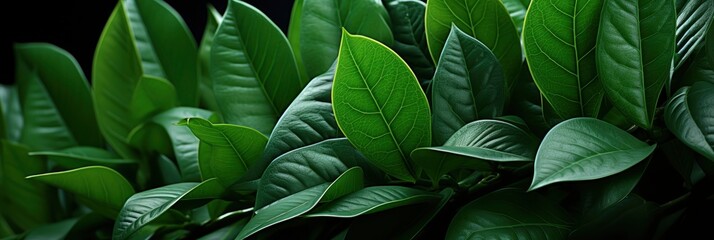 Abstract Green Leaf Texture Tropical Foliage , Banner Image For Website, Background, Desktop Wallpaper