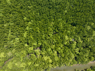 Fototapeta na wymiar Amazing abundant forest trees,Aerial view of forest trees Rainforest ecosystem and healthy environment background,Texture of green trees forest top down, High angle view landscape