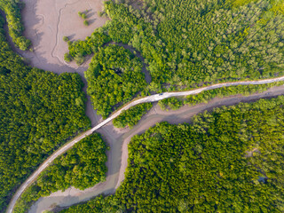 Amazing abundant mangrove forest, Aerial view of forest trees Rainforest ecosystem and healthy...