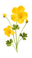 Buttercup isolated on transparent background