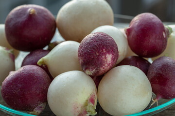 Close-up of Organically grown fresh White and Purple colorful radishs. A vibrant and peppery radish medley, European radishes (Raphanus sativus), Freshly harvested, Selective focus.