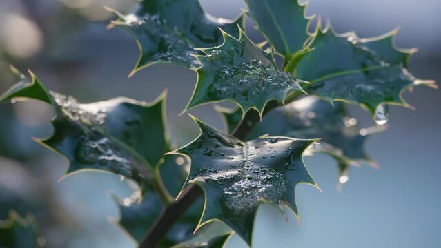 Close-up of red holly berries on branch covered with snow, Christmas scene