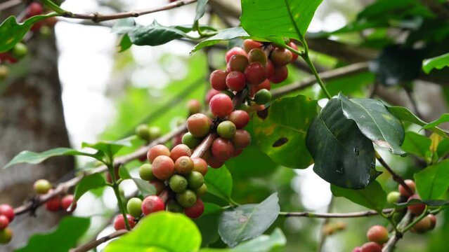 Coffee fruit on tree branch, vibrant coffee fruit