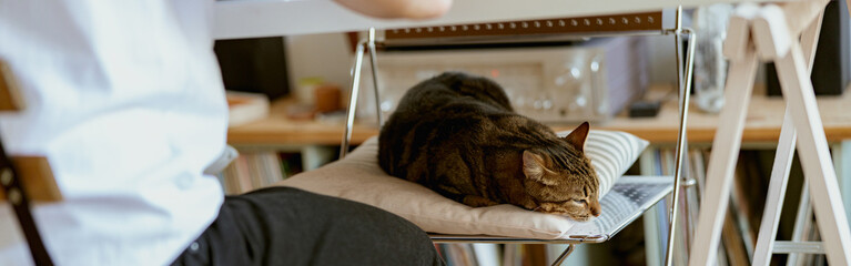 A calm cat sleeps on a chair at home near its owner. Domestic animal concept - Powered by Adobe