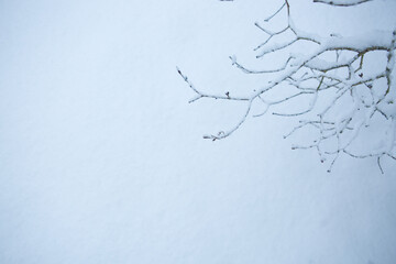 Macro photo of white snow in winter and tree branch .