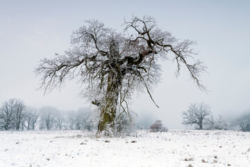 Trees in the fog on a winter morning. Landscape on a frosty morning.
