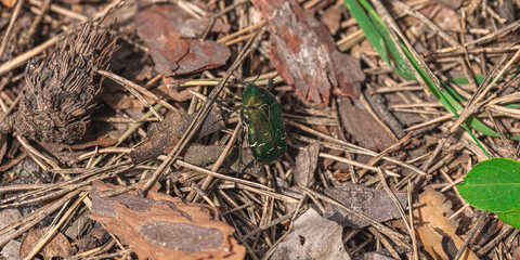 Cetonia aurata on ground. Forest, animal wildlife, outdoor concept, macro