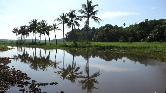 A morning landscape with pond and moss