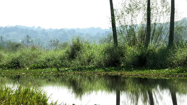 A morning landscape with pond and moss