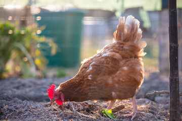 chicken in the farm pecking the ground