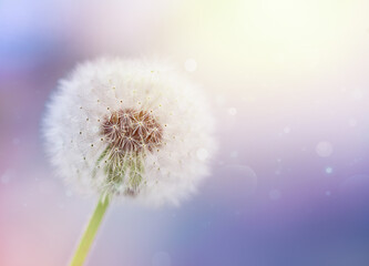 one dandelion flower with a fluffy, white cap on a pleasant pastel background
