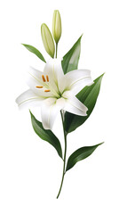 Lily isolated on transparent background