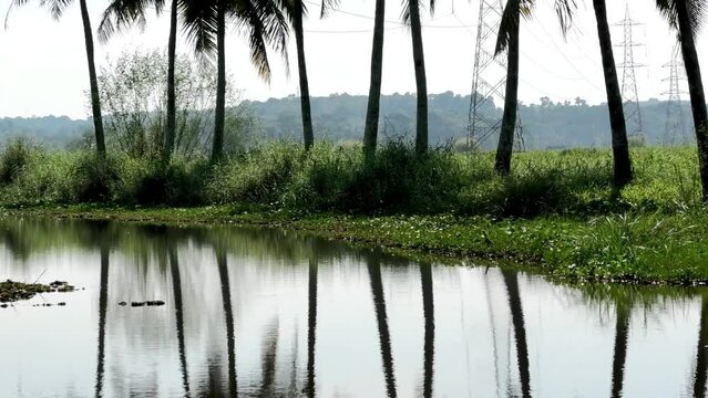A morning landscape with pond and moss