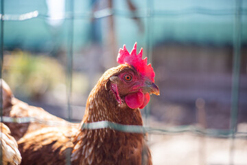 portrait of a chicken in the coup