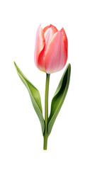 Tulip isolated on transparent background