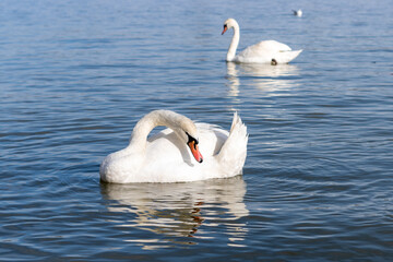 Swans on the River: A Daytime Elegance
