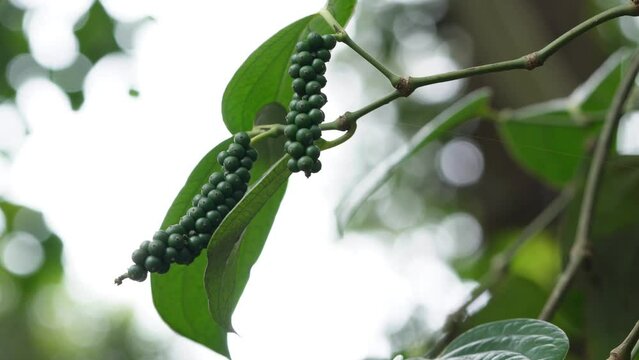 Green Pepper on the Pepper tree garden, Fresh Black pepper plant in agriculture field