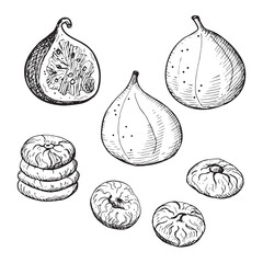 Figs hand drawn vector illustration. Engraved drawing of fresh sycamine and dry fruits fig tree, healthy eating, delicious dessert, oriental sweets, fruit harvest. For print label, badge, card, logo