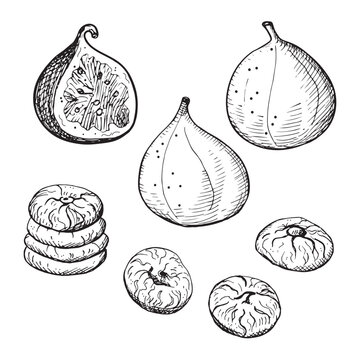 Figs hand drawn vector illustration. Engraved drawing of fresh sycamine and dry fruits fig tree, healthy eating, delicious dessert, oriental sweets, fruit harvest. For print label, badge, card, logo