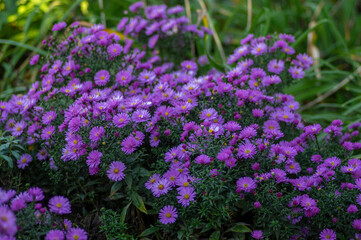 Obraz premium Symphyotrichum novi-belgii flowering plant, beautiful summer autumn rich petal flowers in bloom