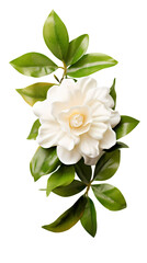 Fototapeta premium Gardenia isolated on transparent background