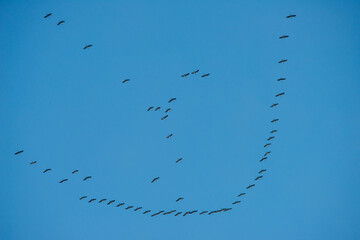 Flying cranes in formation . Fliegende Kranische in Formnation