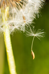 concept of a dandelion seed fallen off but still sticking to the dandelion seeds