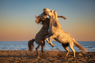 wild horses at sunset on the seaside beach, manly games between 2 stallions,