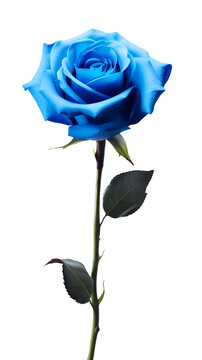 Blue rose isolated on transparent background
