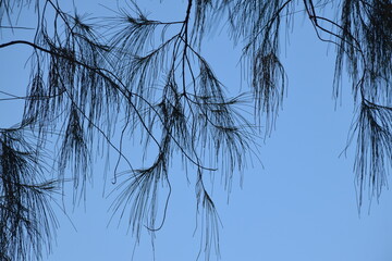 Silhouettes of pine leaves on a bright blue sky background