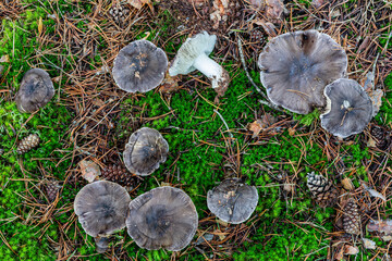 Tricholoma terreum. Dirty tricholoma or grey knight mushrooms, on pine forest floor between...