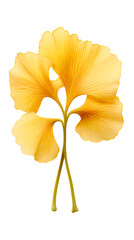 Ginkgo flower isolated on transparent background