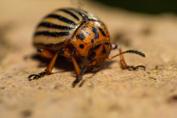 Close up of a state potato beetle