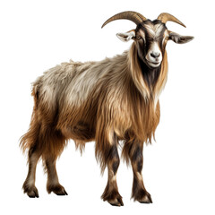 Full body goat isolated on white background