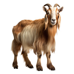 Full body goat isolated on white background, side view
